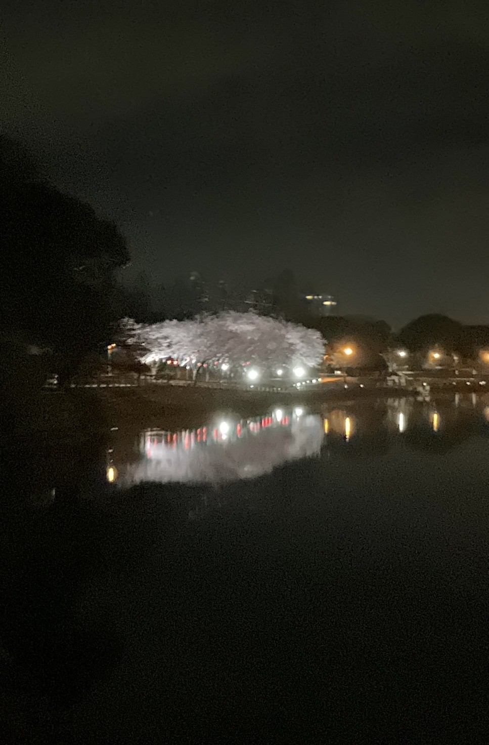 徳島中央公園　助任川沿い